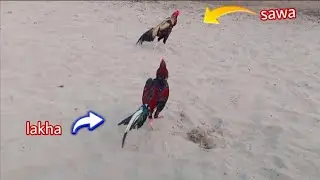 😱 Aseel murga.......New video My best Mianwali Aseel Home breed 