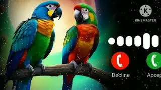 New Message Ringtone// notifications ringtone// Sms ringtone// love # Ringtone ❤️