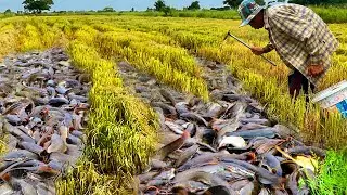 How to Catch Copper Snakehead Fish: A Complete Guide
