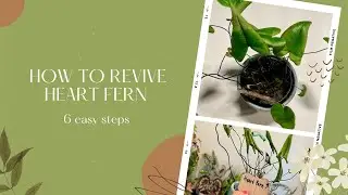 How to Revive Fern Plant - Heart Fern Plant | Plant Care 101