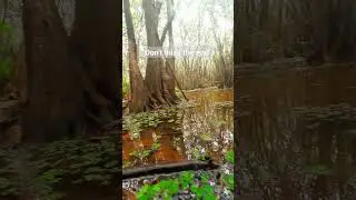 Beddagana Wetland Park| Amazing Wetland | Peaceful Tourist Place 😍💚 #travelling #beddagana #wetland