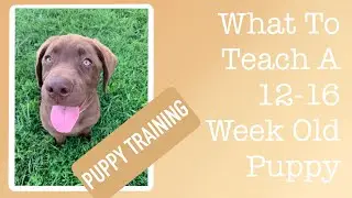 12-16 Week Old Puppy Training Checklist- EVERYTHING You NEED to Teach Your Puppy at 12-16 Weeks Old