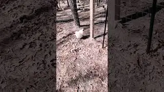 chickens roam free for the first time #chicken
