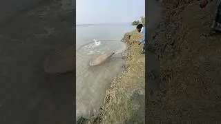 Fishing #fishing #handfish #fishingequipment #fish #fishinggear #viral
