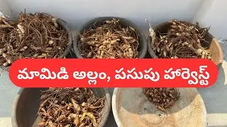 సేంద్రియముగా కిచెన్ వేస్ట్ లిక్విడ్ వాడుతున్నాను కాబట్టి మా మట్టి ఎలా ఉందో చూడండి #trending #garden