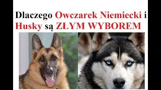 Dlaczego Owczarek Niemiecki i Husky są ZŁYM WYBOREM