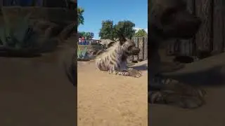 Hyena goes for a nap Planet Zoo #short