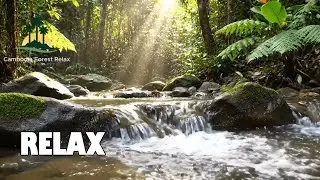 Forest Relax | Flowing Water Sounds for Relaxation, Spa, Sleep and Mindfulness