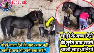 HOW TO TAKE CARE OF NEW BORN BABY HORSE || DEV STUD FARM