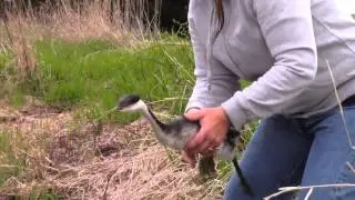 SOAR Western Grebe release 24 April 2016
