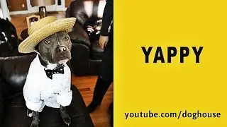 Pharrell - Happy Parody - 