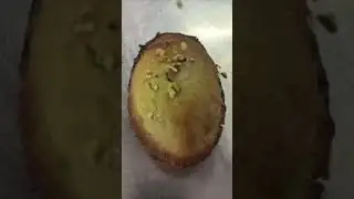 Le pasticciotto leccese a la pistache est un produit sucr&eacute; typique du Salento!