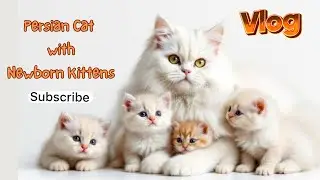 White Persian Cat With 5 Newborn Kittens | Persian Cat | Kitten | Cat Lovers | Lovleena Fairy