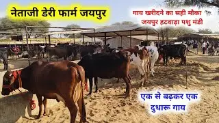 दुधारू गायों की लाइव मंडी जयपुर 🐄 | हटवाड़ा Cow Market Todayजयपुर में गाय खरीदने का सही समय