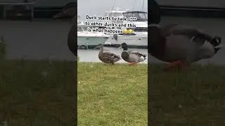 #ducks #fighting #funny #mustwatch #shorts