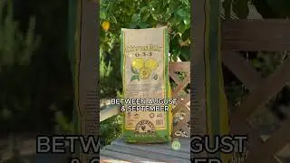 Don't Forget to FEED Your CITRUS Trees!