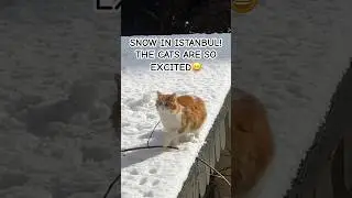 SNOWSTORM IN ISTANBUL #catsofistanbul#t&uuml;rkiyede#istanbullife
