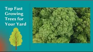 Fast Growing Trees for Your Yard - The Best Fast Growing Privacy Trees