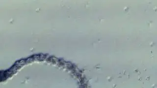 Hydra - close of up tentacle