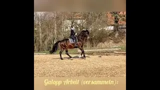 Collecting canter / Galopp versammeln, Ecole de L&eacute;g&egrave;ret&eacute;