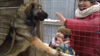 Масяня собака из приюта | DOGPORT мск