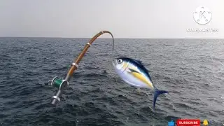 #fishing4#snapperfish #unicornfish#labahita