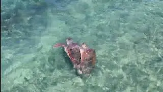 Sea Turtle Mating in Kos ,&zeta;&epsilon;&upsilon;&gamma;&alpha;&rho;&omega;&mu;&alpha;  &theta;&alpha;&lambda;&alpha;&sigma;&sigma;&iota;&alpha; &chi;&epsilon;&lambda;&omega;&nu;&alpha; &sigma;&tau;&eta;&nu; &Kappa;&omega;