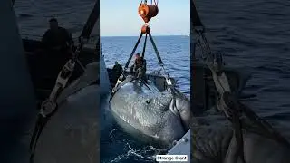 Hunting Deep Sea Giants! #sea #seagiants #seacreatures #deep #trending #trendingshorts #video