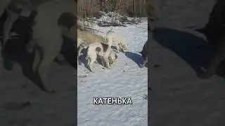 Хрупкое добро против людской жестокости 💔