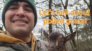 Polled Goats - What are they? - Let's talk about it! - My goat journey part 2