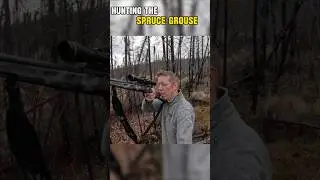 Hunting the very well camouflaged Spruce Grouse. #campping #adventure #cooking #usashorts #outdoors