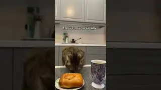 Хозяева кота Ральфа поймали гигантскую крысу