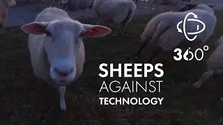 360° Animals | Sheep on the dike react to camera | Schafe am Deich reagieren auf Kamera