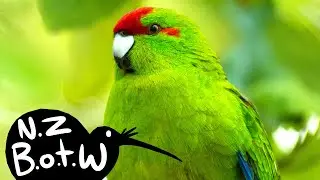 Red-crowned parakeet - New Zealand Bird of the Week