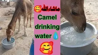 Camel 🐫🥰 drinking water
