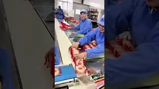 Biscuit Packing Masters on the Line!