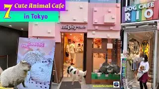 7 New Animal Cafe in Tokyo Japan | Traveling Japan in 2026 | Things To Do in Harajuku