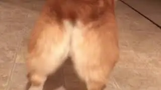 Corgi Shaking Her Booty