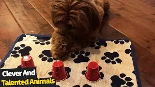 20 Genius Animal Moments That Will Amaze You! | The Smartest Pets