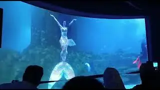 Marmaid show in chennai YMCA OMR| largest aquatic|@staywithsang 
