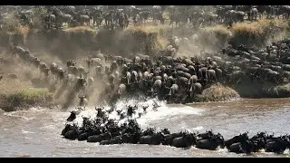 Facts On The Wildebeest Migration