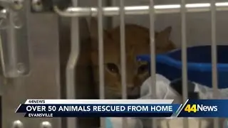 Evansville officials rescue over 50 animals from home
