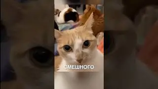 Злой котик 😂 #истории #история #новости #новость #shorts
