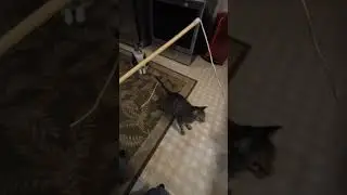 I&rsquo;ve got my rod! 😂 #cat #fish #comedyvideo #fishing #skit