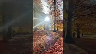 Autunno a Monte Autore | Lazio #trekking #hiking #passeggiata #bosco #autunno #autumn #foliage