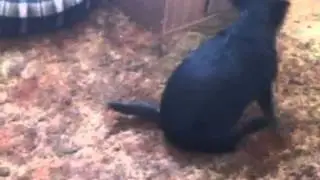 Dog on an invisible Carousel!