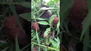 One more kill red egret.