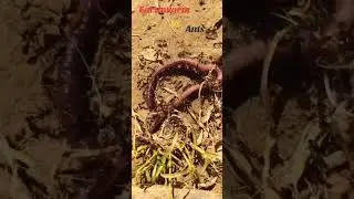 Earthworm Vs Ants