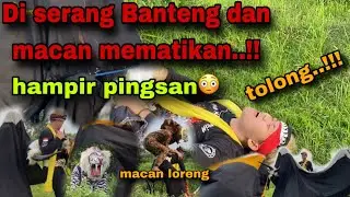 BANTENG MBEROT..!Serang bopo dewa-banteng mberot#1trendingvideo #arekbudoyo #bantengan