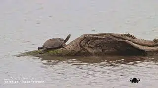 A Serrated Hinged Terrapin, Kruger National Park